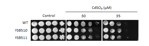 Heavy metal stress phenotype for CNAG_04878T1