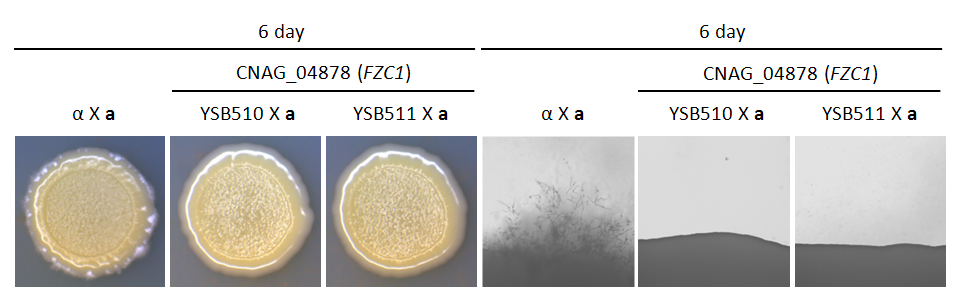 Mating phenotype for CNAG_04878T1