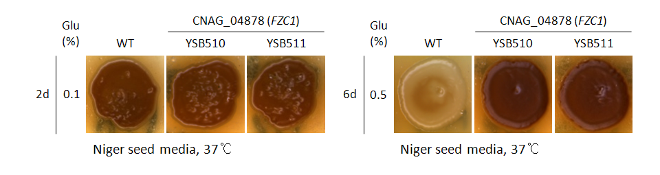 Melanin phenotype for CNAG_04878T1