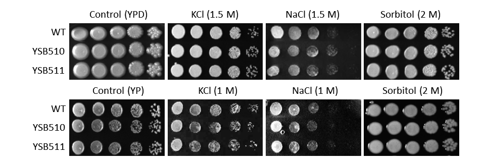 Osmotic stress phenotype for CNAG_04878T1