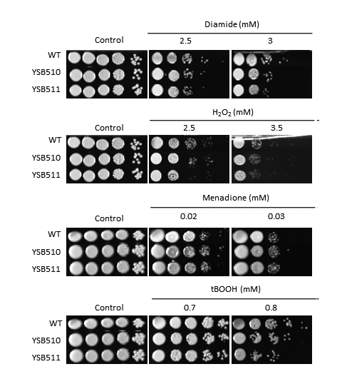 Oxidative stress phenotype for CNAG_04878T1