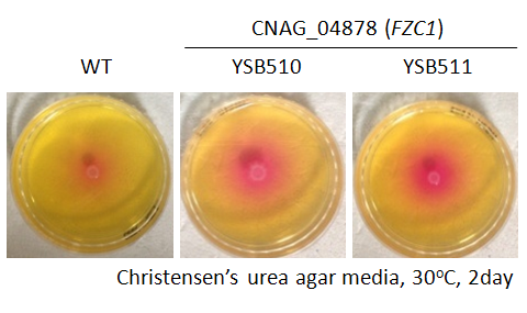 Urease phenotype for CNAG_04878T1