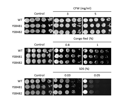 Cell wall stress phenotype for CNAG_05010T0