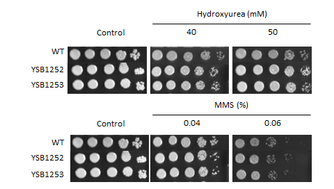 Genotoxic stress phenotype for CNAG_05019T0