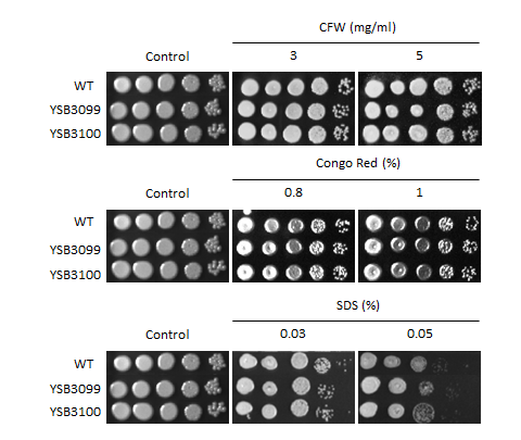 Cell wall stress phenotype for CNAG_05049T0