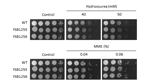 ER stress phenotype for CNAG_05093T0