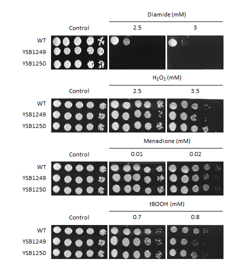 Oxidative stress phenotype for CNAG_05170T0