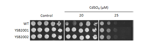 Heavy metal stress phenotype for CNAG_05176T0