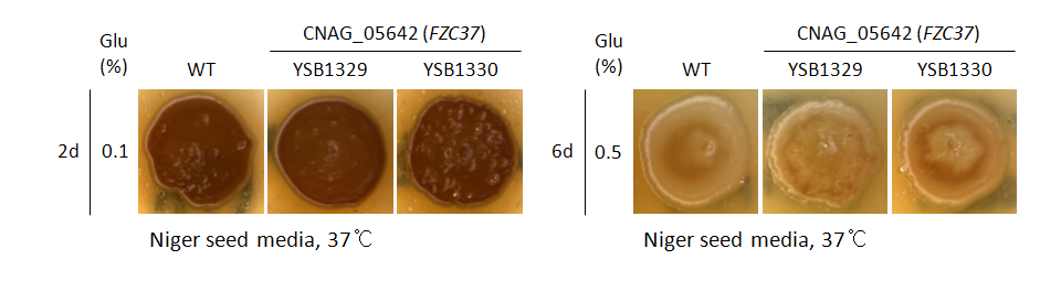 Melanin phenotype for CNAG_05642T0