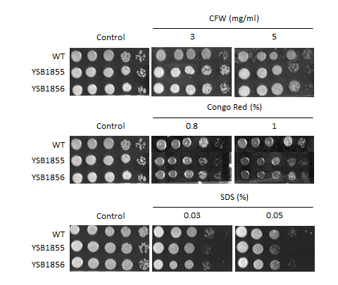 Cell wall stress phenotype for CNAG_05861T1