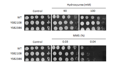 Genotoxic stress phenotype for CNAG_05940T0