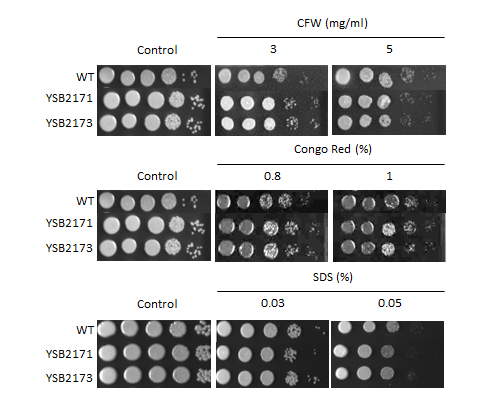 Cell wall stress phenotype for CNAG_06719T0