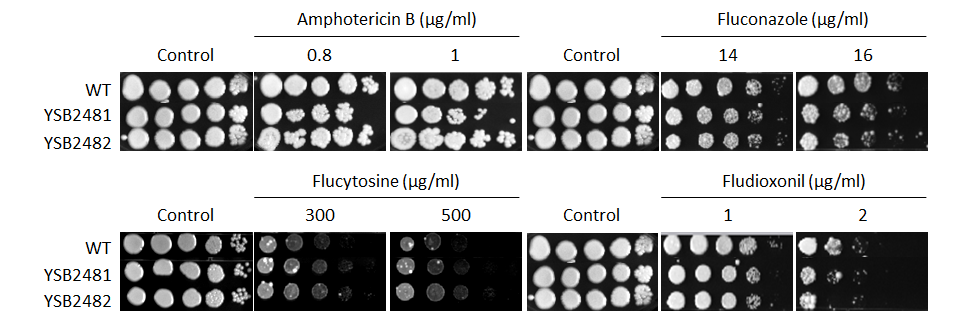 Antifungal drug susceptibility for CNAG_06818T0