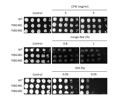 Cell wall stress phenotype for CNAG_06818T0