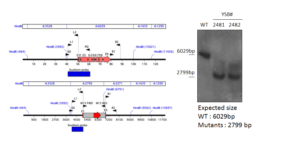 Gene disruption strategy for CNAG_06818T0