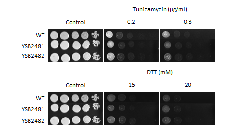 ER stress phenotype for CNAG_06818T0