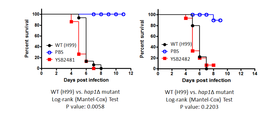 Galleria mellonella virulence data for CNAG_06818T0
