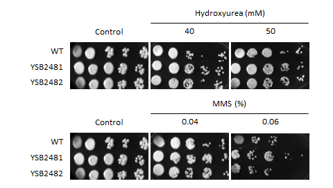 Genotoxic stress phenotype for CNAG_06818T0