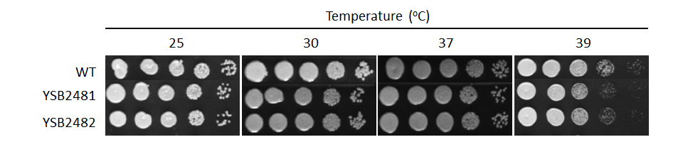 Growth phenotype for CNAG_06818T0
