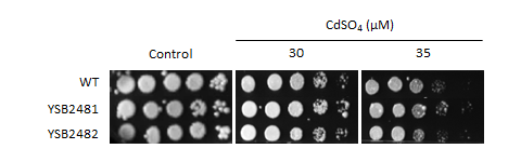 Heavy metal stress phenotype for CNAG_06818T0