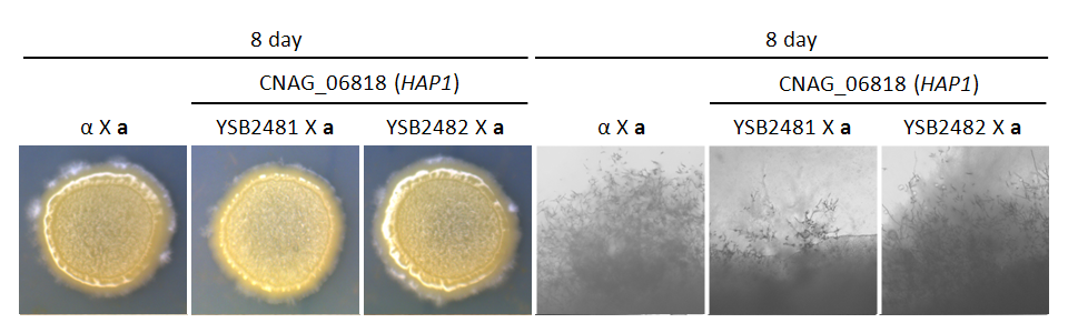 Mating phenotype for CNAG_06818T0