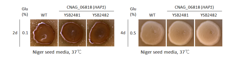 Melanin phenotype for CNAG_06818T0