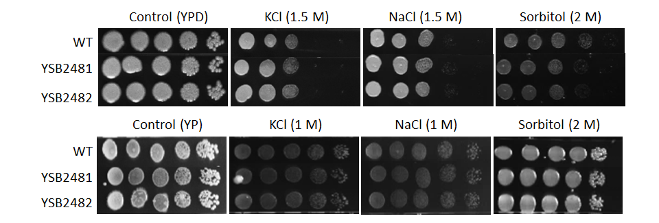 Osmotic stress phenotype for CNAG_06818T0