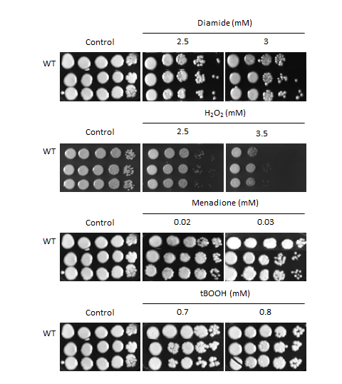 Oxidative stress phenotype for CNAG_06818T0