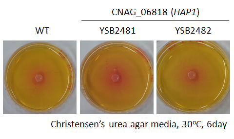 Urease phenotype for CNAG_06818T0