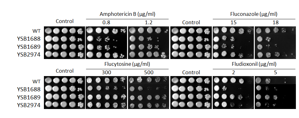 Antifungal drug susceptibility for CNAG_07011T0