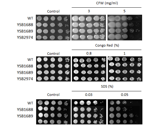 Cell wall stress phenotype for CNAG_07011T0