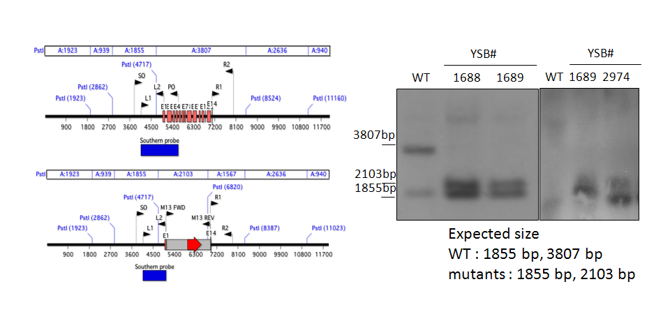 Gene disruption strategy for CNAG_07011T0