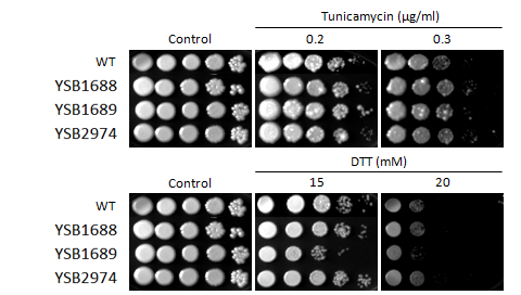 ER stress phenotype for CNAG_07011T0