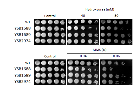 Genotoxic stress phenotype for CNAG_07011T0