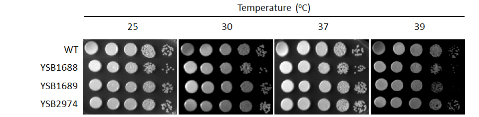Growth phenotype for CNAG_07011T0