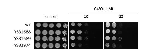 Heavy metal stress phenotype for CNAG_07011T0