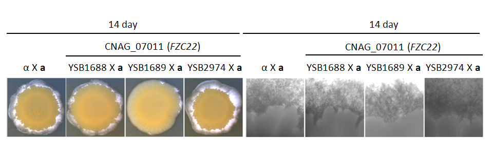 Mating phenotype for CNAG_07011T0