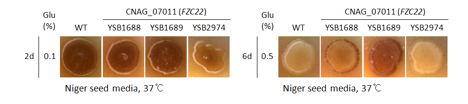 Melanin phenotype for CNAG_07011T0