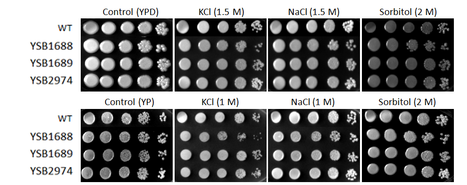 Osmotic stress phenotype for CNAG_07011T0