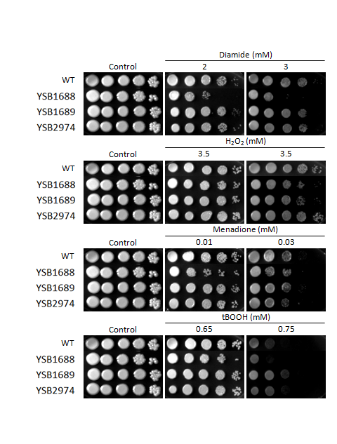 Oxidative stress phenotype for CNAG_07011T0
