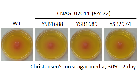 Urease phenotype for CNAG_07011T0