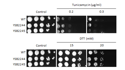 ER stress phenotype for CNAG_07443T0