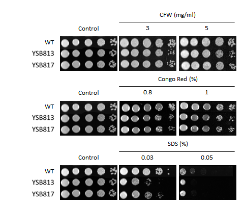 Cell wall stress phenotype for CNAG_07506T0