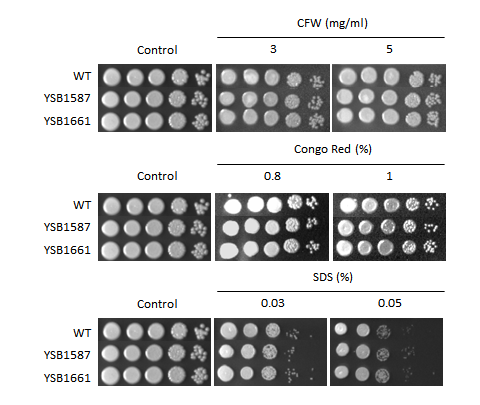 Cell wall stress phenotype for CNAG_07593T0