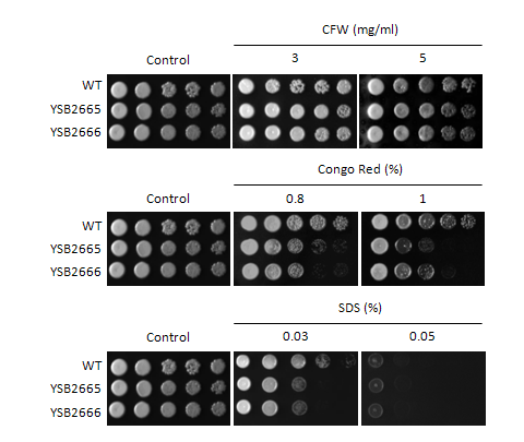 Cell wall stress phenotype for CNAG_07724T0