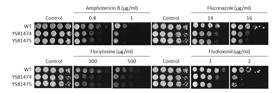 Antifungal drug susceptibility for CNAG_07940T0