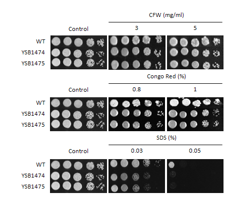 Cell wall stress phenotype for CNAG_07940T0