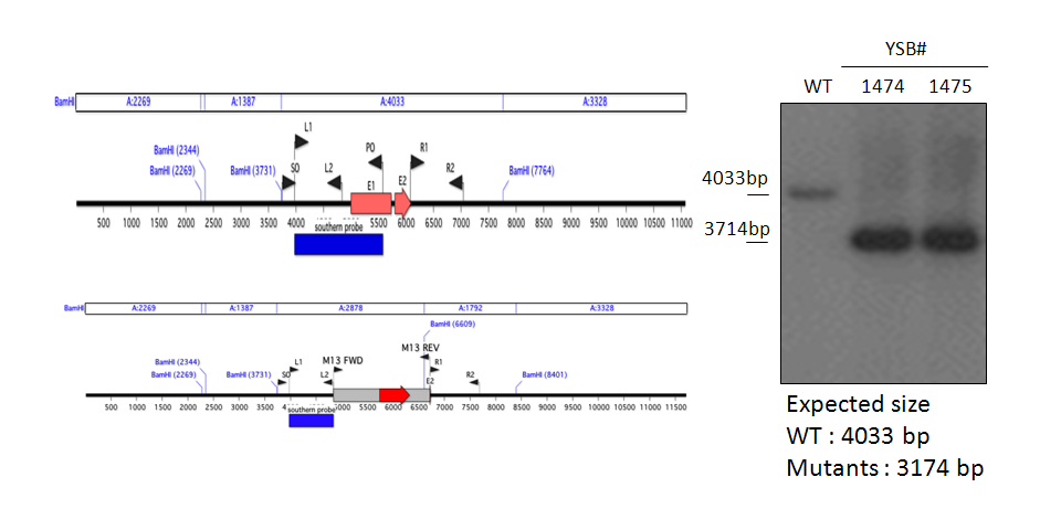 Gene disruption strategy for CNAG_07940T0