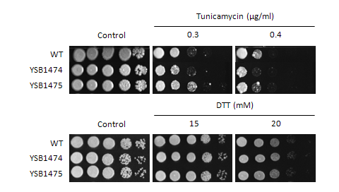 ER stress phenotype for CNAG_07940T0