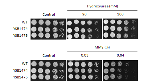 Genotoxic stress phenotype for CNAG_07940T0